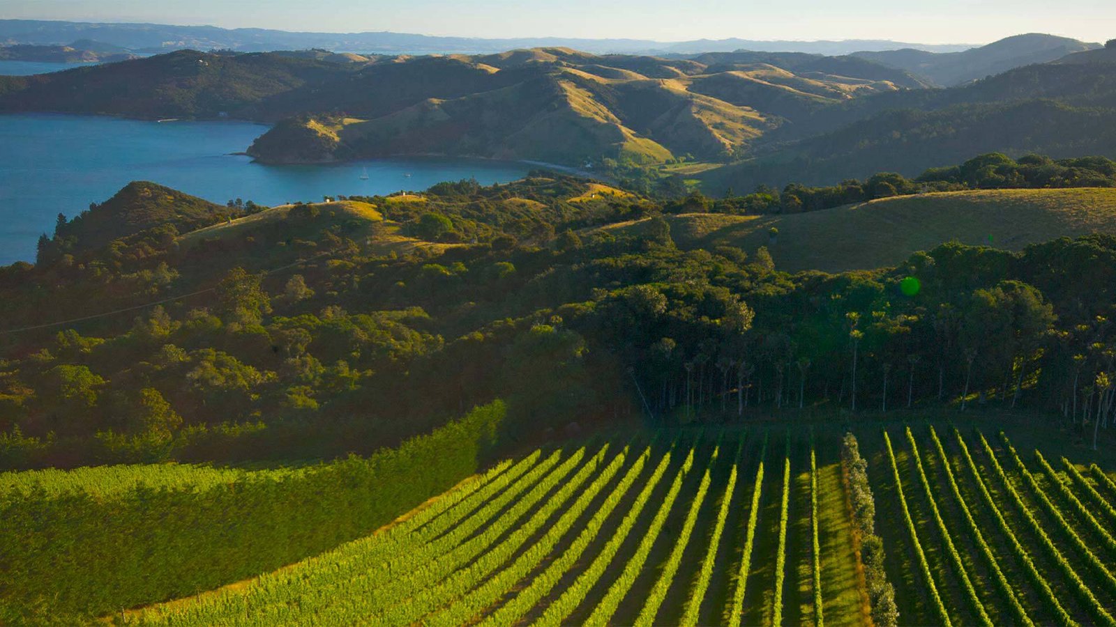 wilth vine vineyard