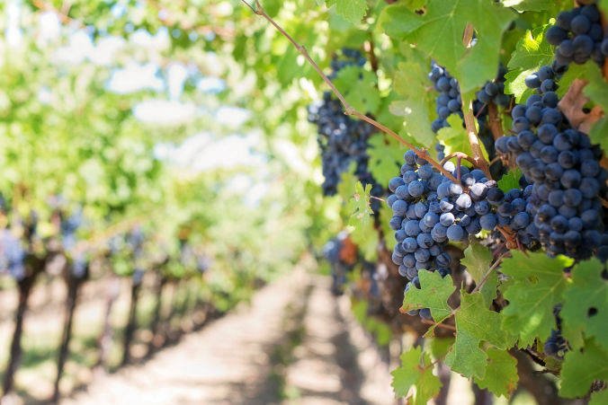 wilth vine