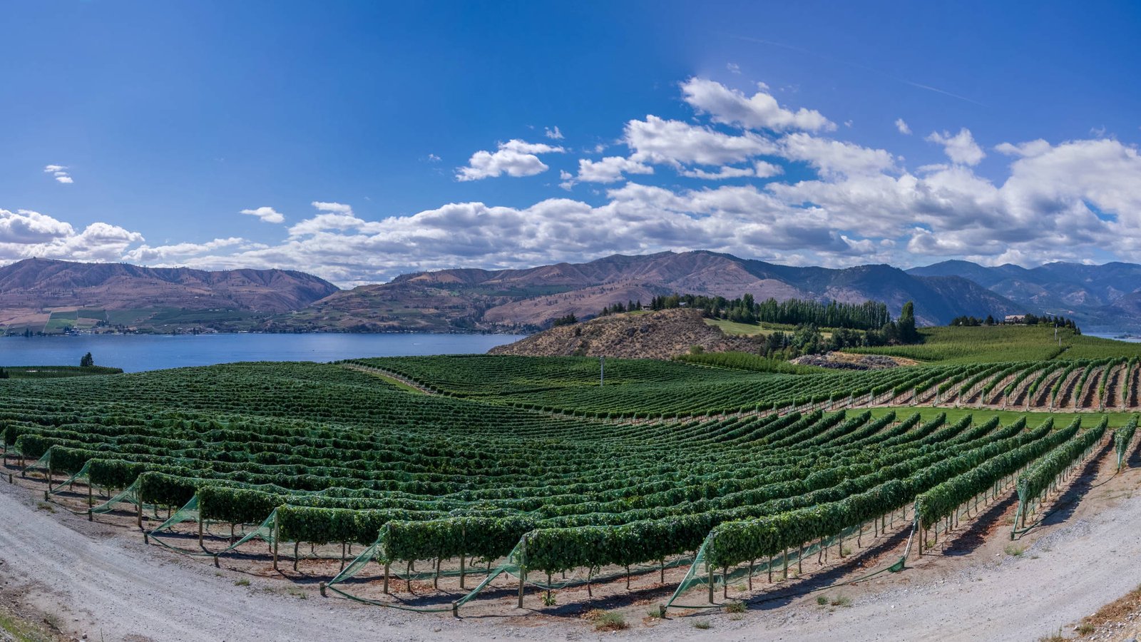 wilth vine vineyard
