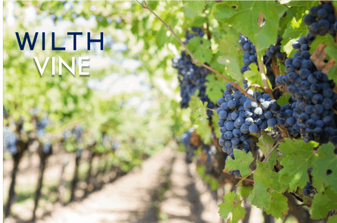 wilth vine